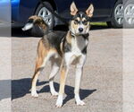 Small #7 German Shepherd Dog-Huskies  Mix