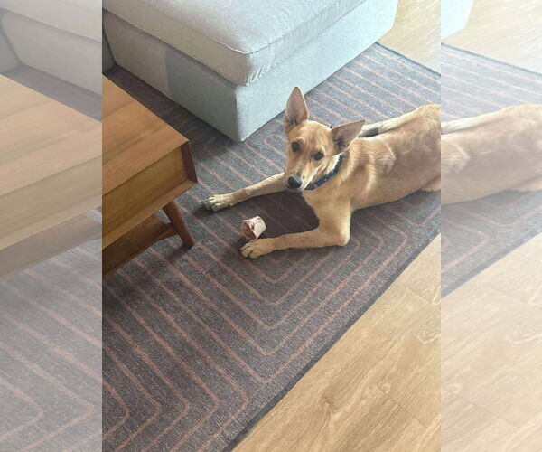 Medium Photo #5 Mutt Puppy For Sale in Minneapolis, MN, USA