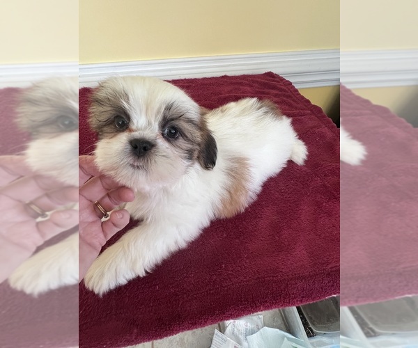 Medium Photo #2 Shih Tzu Puppy For Sale in WINGATE, NC, USA