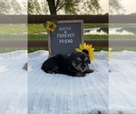 Small #2 Aussiedoodle Miniature 
