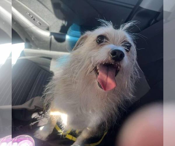 Medium Photo #2 Mutt Puppy For Sale in Modesto, CA, USA
