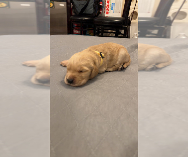 Medium Photo #4 Golden Retriever Puppy For Sale in PEORIA, AZ, USA