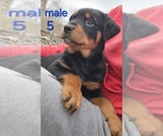 Puppy Puppy 5 Australian Shepherd-Rottweiler Mix