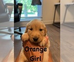 Puppy Orange Golden Retriever
