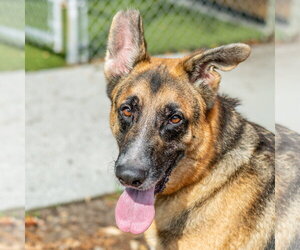 Toby - Male German Shepherd Dog-Unknown Mix Dog for Adoption - Photo #3