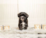 Small Photo #4 Poodle (Toy)-Zuchon Mix Puppy For Sale in WARSAW, IN, USA