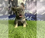 Small #1 French Bulldog