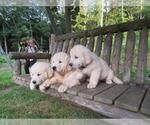 Small Photo #32 English Cream Golden Retriever Puppy For Sale in MILLVILLE, MA, USA