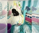 Small #11 French Bulldog