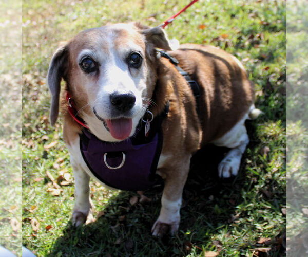 Medium Photo #1 Beagle Puppy For Sale in Dunnellon, FL, USA