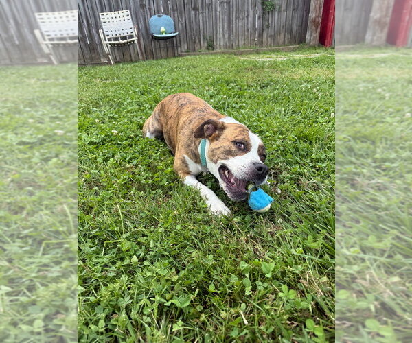 Medium Photo #5 Boxer-Unknown Mix Puppy For Sale in Richmond, IN, USA