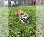 Small #4 Boxer Mix