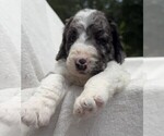 Small #3 Goldendoodle