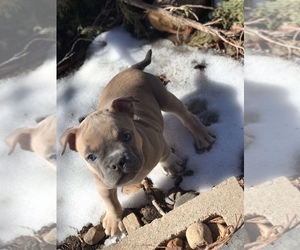 American Bully Puppy for sale in AURORA, CO, USA