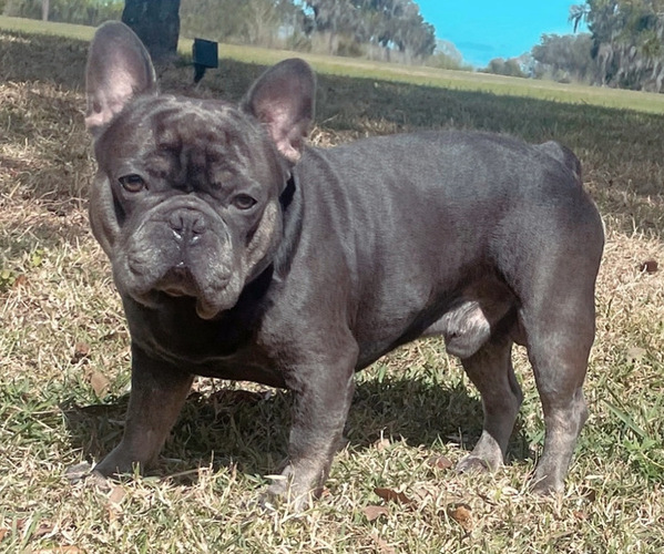 Medium Photo #1 French Bulldog Puppy For Sale in VALRICO, FL, USA