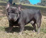 Small Photo #1 French Bulldog Puppy For Sale in VALRICO, FL, USA