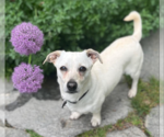Small #5 Chihuahua Mix