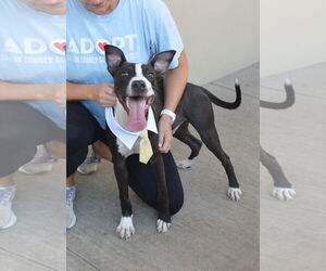American Pit Bull Terrier-Unknown Mix Dogs for adoption in McKinney, TX, USA
