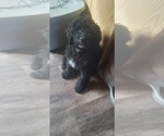 Small Photo #5 Bernedoodle Puppy For Sale in ELK, WA, USA