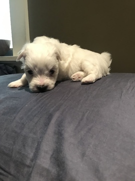 Medium Photo #12 Coton de Tulear Puppy For Sale in KAYSVILLE, UT, USA