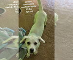 Small Labrador Retriever Mix