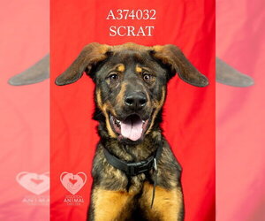 Great Dane-Rottweiler Mix Dogs for adoption in Stockton, CA, USA