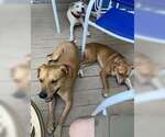 Small #2 Labrador Retriever Mix
