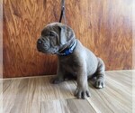 Small Photo #33 Cane Corso Puppy For Sale in APPLE VALLEY, CA, USA