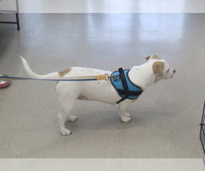 Marshmallow - Peki-a-pit - Female American Pit Bull Terrier-Pekingese Mix Dog for Adoption - Photo #5