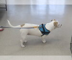 Small #4 American Pit Bull Terrier-Pekingese Mix