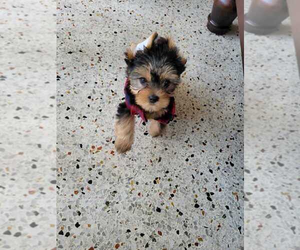 Medium Photo #8 Yorkshire Terrier Puppy For Sale in HIALEAH, FL, USA
