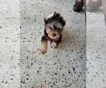 Small Photo #8 Yorkshire Terrier Puppy For Sale in HIALEAH, FL, USA