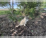 Small Photo #4 Siberian Husky Puppy For Sale in ALTON, IL, USA