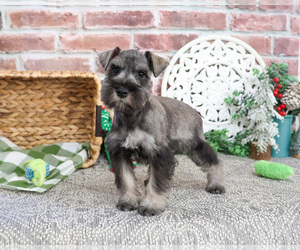 Schnauzer (Miniature) Puppy for sale in SYRACUSE, IN, USA