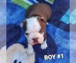 Small Photo #8 Boston Terrier Puppy For Sale in PICO RIVERA, CA, USA
