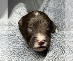 Small Photo #20 Goldendoodle Puppy For Sale in HOWARD CITY, MI, USA