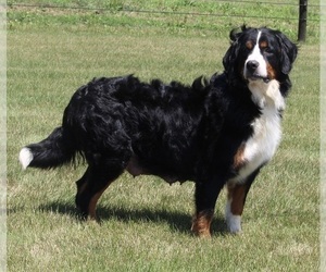 Mother of the Bernese Mountain Dog puppies born on 06/12/2022
