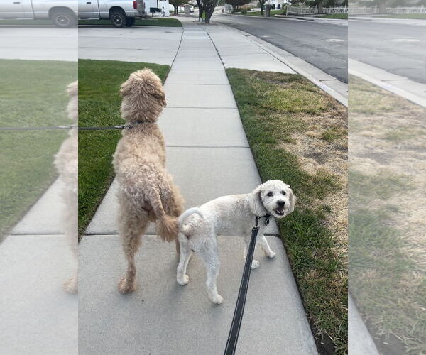 Medium Photo #6 Mutt Puppy For Sale in Sandy, UT, USA