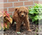 Small Photo #4 Labradoodle-Poodle (Miniature) Mix Puppy For Sale in NEW PROVIDENCE, PA, USA