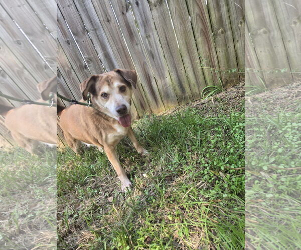 Medium Photo #1 Mutt Puppy For Sale in Jackson, MS, USA