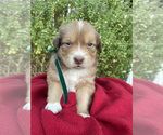Puppy 2 Aussiedoodle-Australian Shepherd Mix