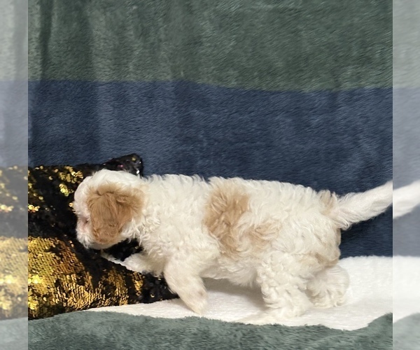 Medium Photo #7 Cavapoo (Miniature) Puppy For Sale in GREENVILLE, MO, USA