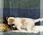 Small #6 Cavapoo (Miniature)
