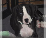 Small #13 American Staffordshire Terrier-Great Dane Mix