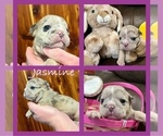 Puppy Jasmine Bulldog