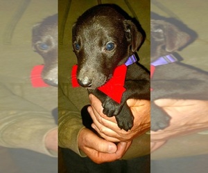 Greyhound Puppy for sale in BRIGHTON, CO, USA