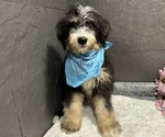 Image preview for Ad Listing. Nickname: Millie