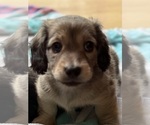 Small #2 Dachshund