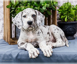 Small #12 Great Dane