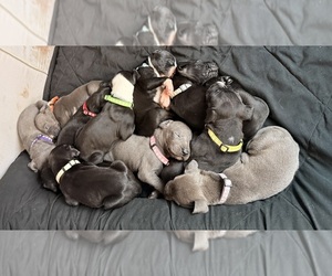 Great Dane Litter for sale in BLYTHEWOOD, SC, USA